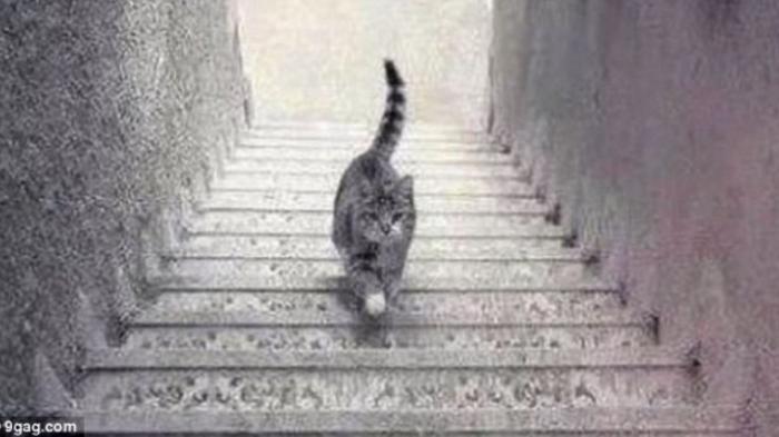 foto kucing naik turun tangga