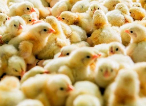 Anak-anak ayam. (Foto: Arab News)