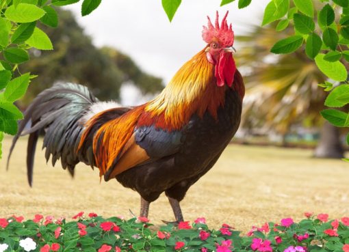 ilustrasi Ayam jantan. (Foto: Bobo.id)