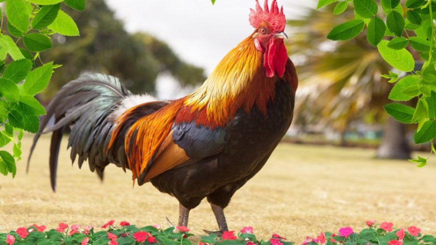 ilustrasi Ayam jantan. (Foto: Bobo.id)