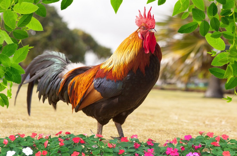 ilustrasi Ayam jantan. (Foto: Bobo.id)