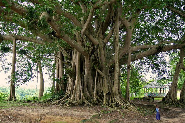 Ilustrasi pohon besar. (foto: WordPress.com)