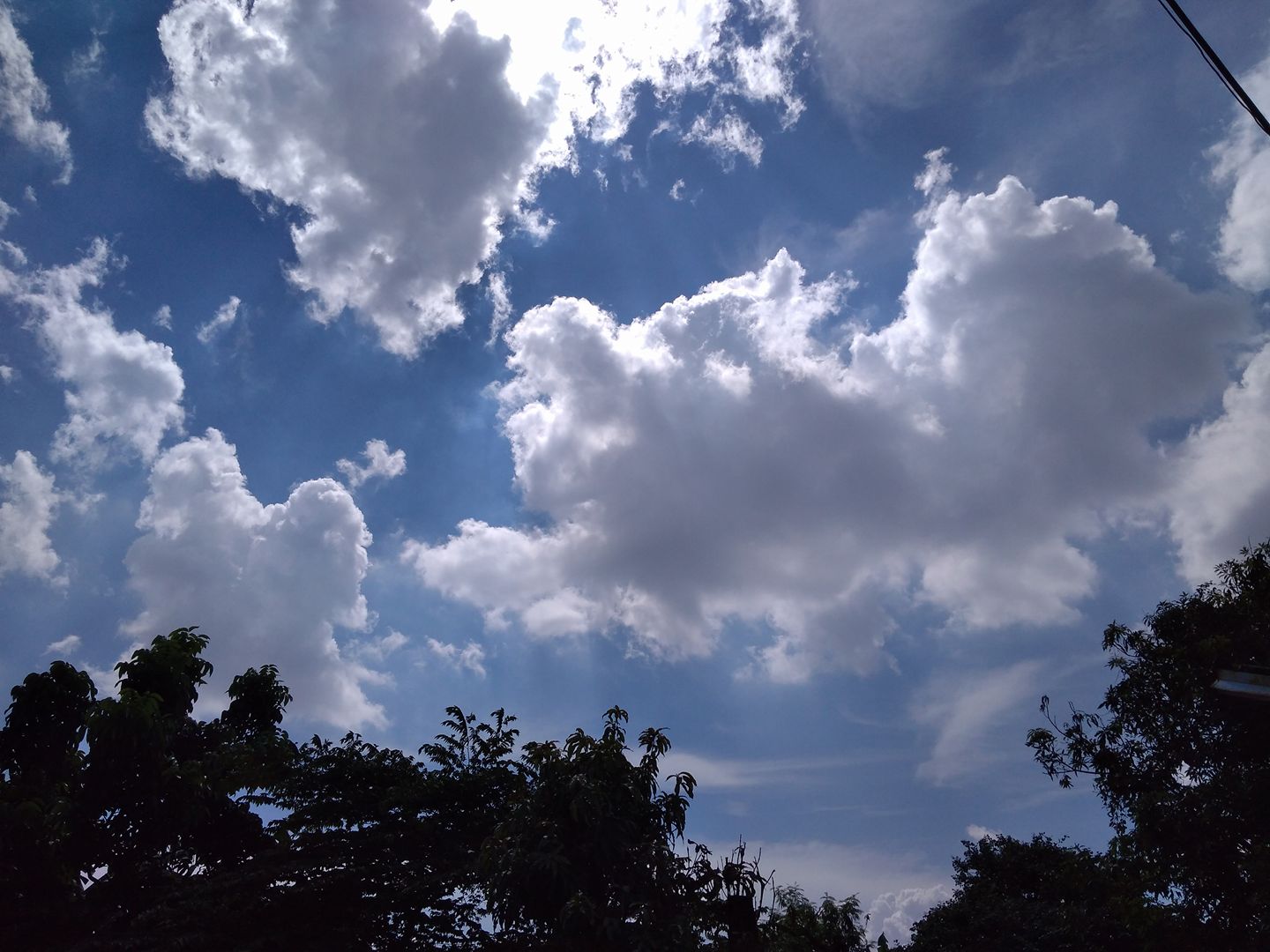 Harimau putih adalah spesies yang terancam punah. (Foto: AFP/BBC News)