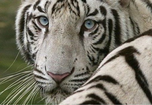 Harimau putih adalah spesies yang terancam punah. (Foto: AFP/BBC News)