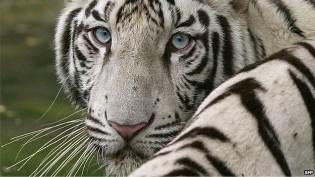 Harimau putih adalah spesies yang terancam punah. (Foto: AFP/BBC News)
