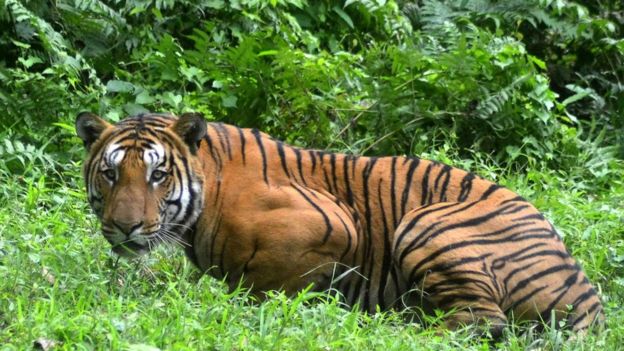 India adalah rumah bagi 60% harimau di dunia. (Foto: AFP/BBC News)