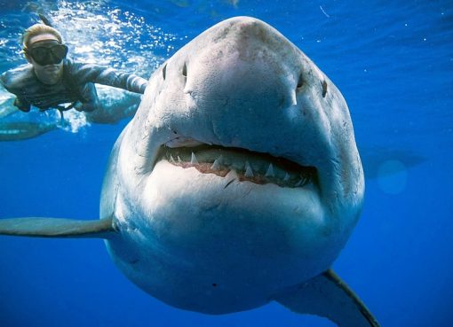 Hiu, yang disebut sebagai '' Deep Blue '', berenang di lepas pantai Hawaii. (Foto: (@ JuanSharks/@ OceanRamsey/Juan Oliphant/oneoceandiving.com via Reuters/All Jazeera)