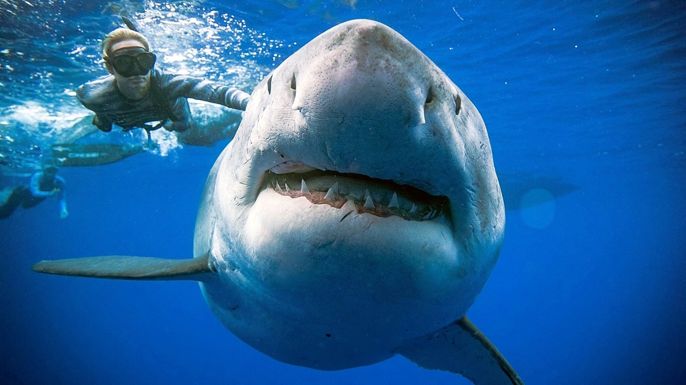 Hiu, yang disebut sebagai '' Deep Blue '', berenang di lepas pantai Hawaii. (Foto: (@ JuanSharks/@ OceanRamsey/Juan Oliphant/oneoceandiving.com via Reuters/All Jazeera)