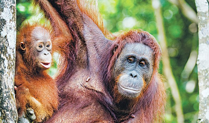 Ibukota baru akan dibangun di pulau Kalimantan, di mana Taman Nasional Kutai berada dan dikenal karena hutan hujannya dan populasi orangutan dan primata lainnya. (Foto: Shutterstock/Arab News)