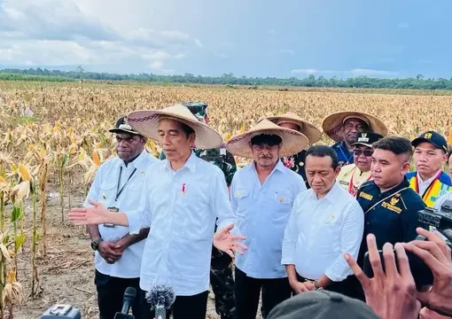 Presiden Joko Widodo atau Jokowi meninjau langsung ladang jagung yang ada di kawasan food estate, Desa Wambes, Kecamatan Mannem, Kabupaten Keerom, Provinsi Papua, Kamis (6/7/2023).