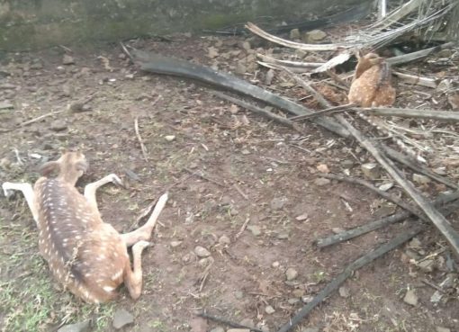 Rusa yang mati di Palembang.