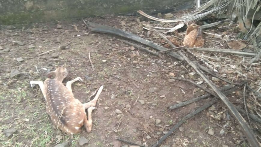 Rusa yang mati di Palembang.