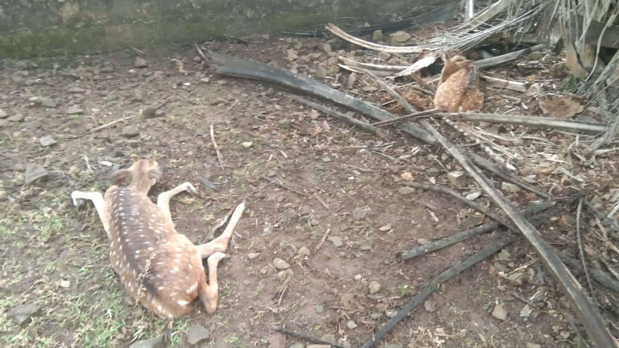 Rusa yang mati di Palembang.