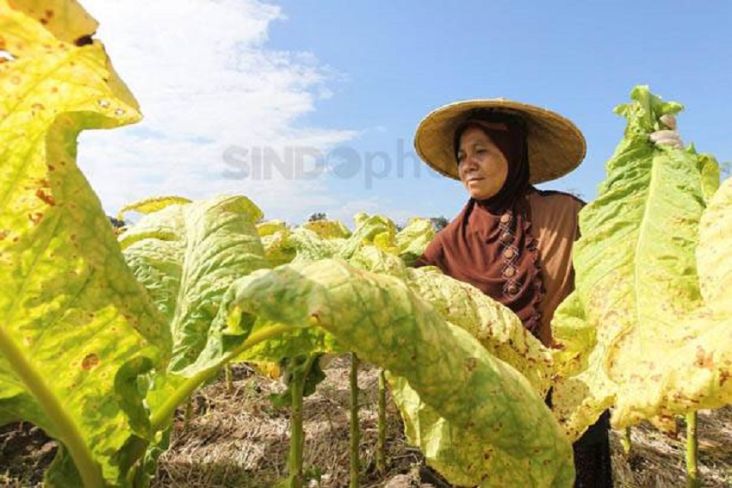 Petani tembakau.